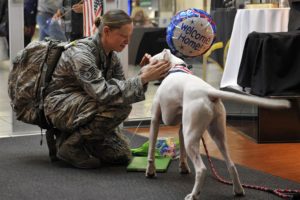 soldier reunion with dog
