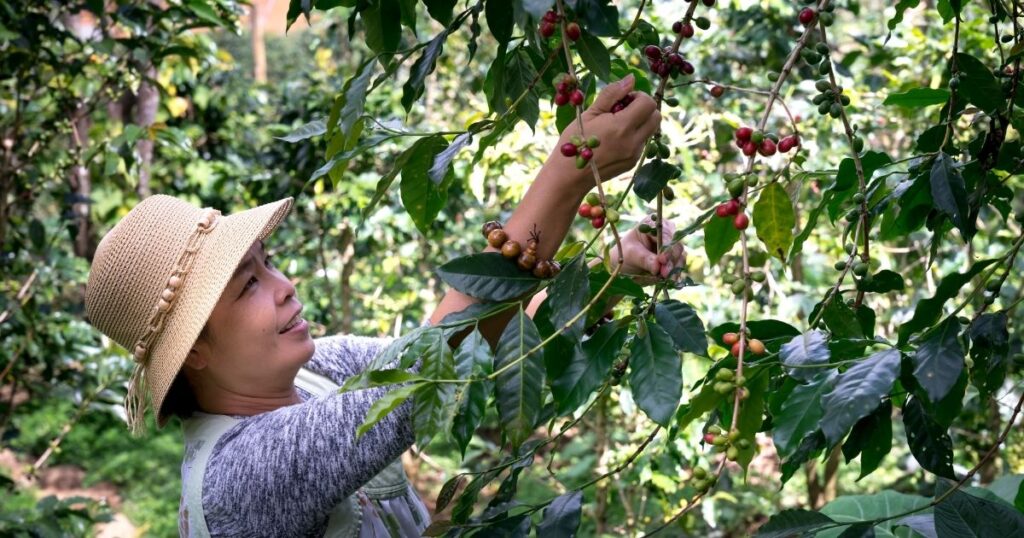 Kvinna som plockar kaffebönor