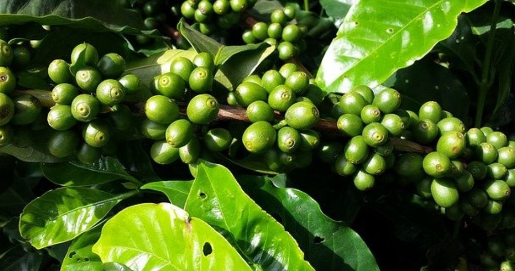 ekologiska kaffebönor som ska producera kaffe