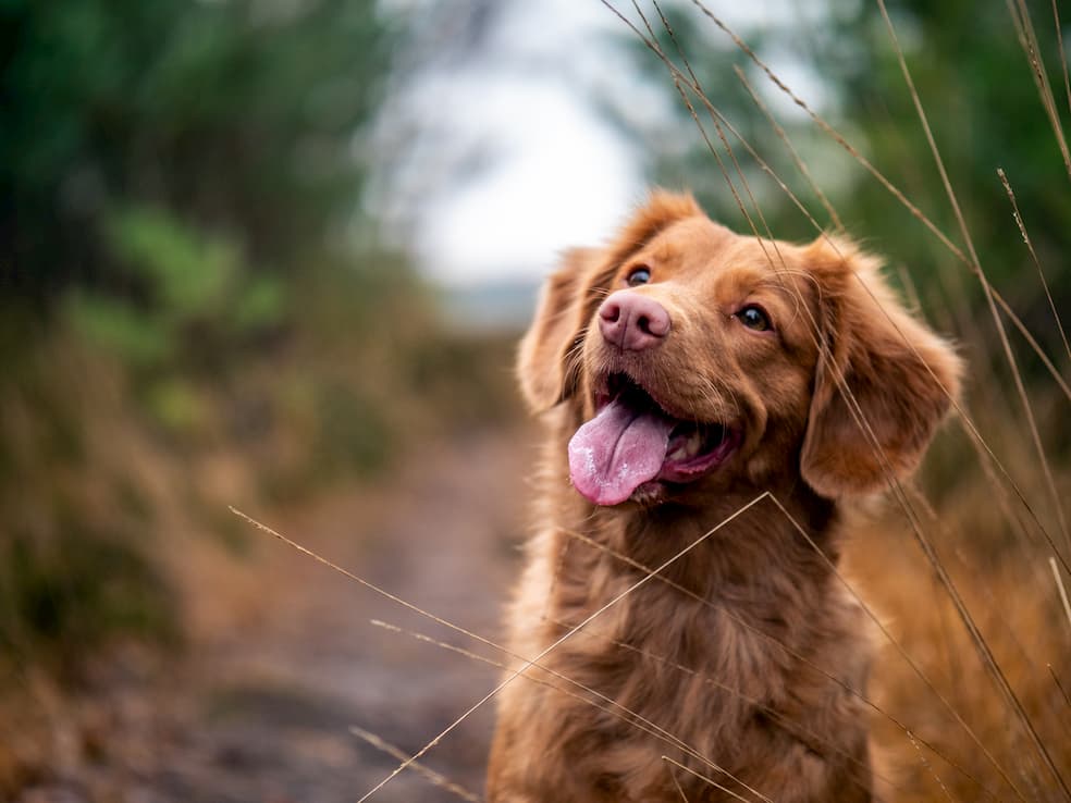 Brun hund med kärleksfull blick ute i naturen