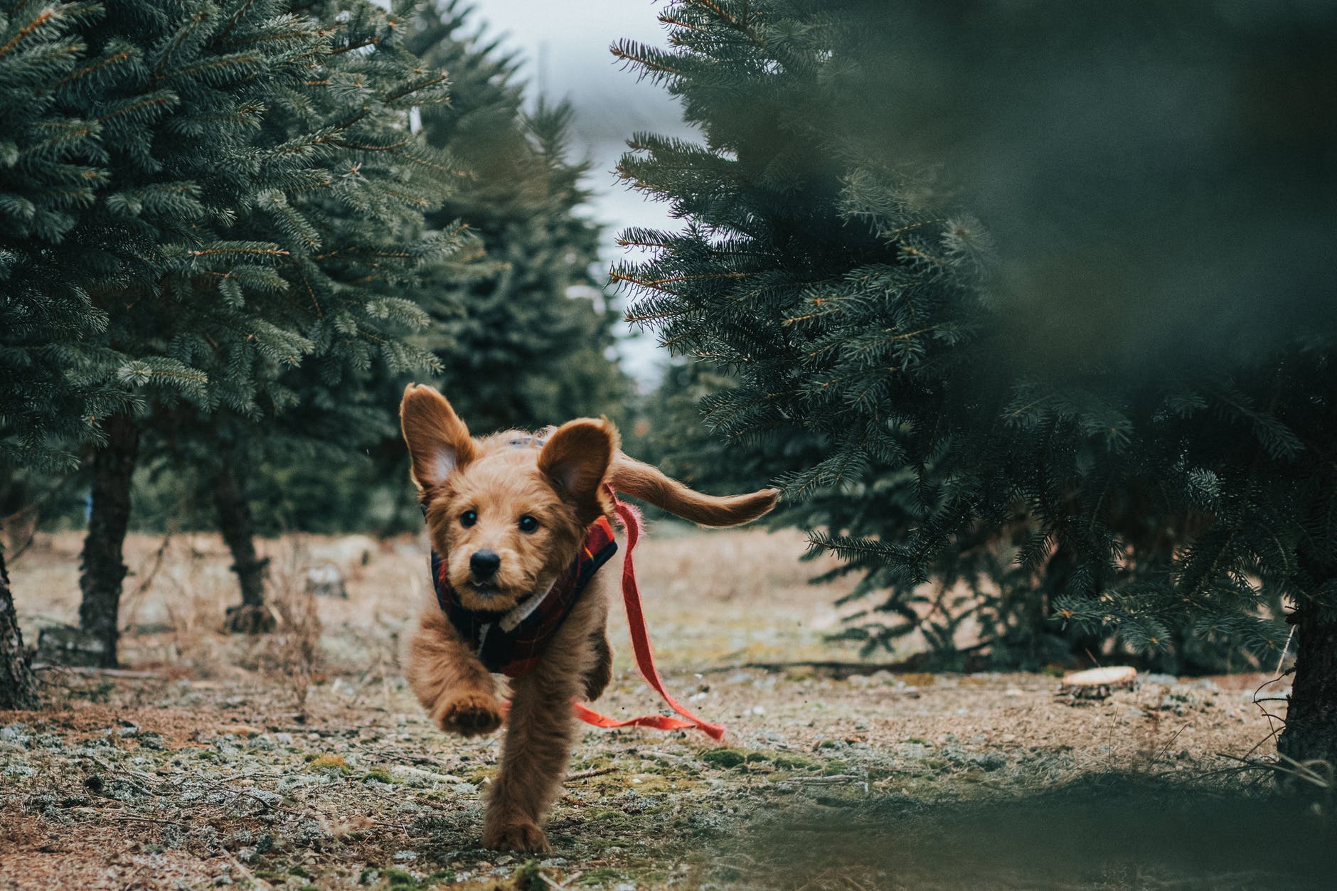 Att ta en skogspromenad med din hund lite då och då är bra, då miljön blir en omväxling. Är det inga andra hundar eller människor i närheten kan det också vara skönt för hunden att slippa koppel och kunna springa fritt.
