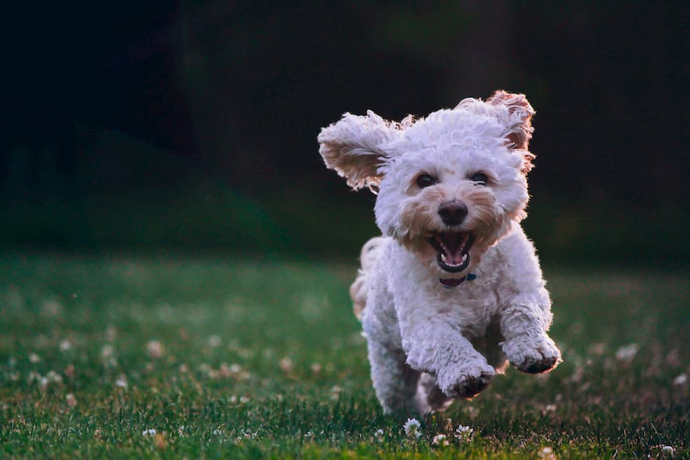 Liten vit hund springer och är glad på gräsmatta