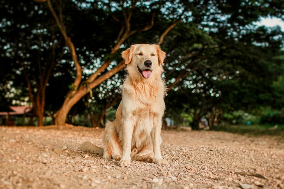bästa hundrasen för nybörjare Golden Retriever. Hund som står i sand med skog i bakgrund. 