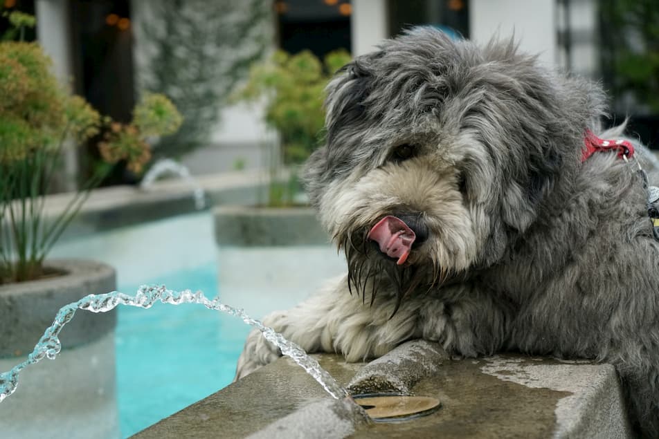 Hund som tittar på vatten och slickar sig runt munnen, hur mycket vatten ska en hund dricka beror på flera faktorer