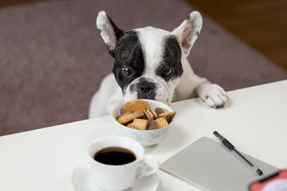 hund tittat på skål med mat i som står på bord, hur mycket en hund ska dricka varierar beroende på vad den äter