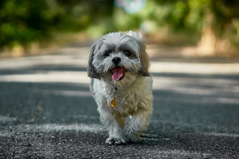 Den bästa hundrasen för nybörjare Shih Tzussom går på vägen och ser glad ut.