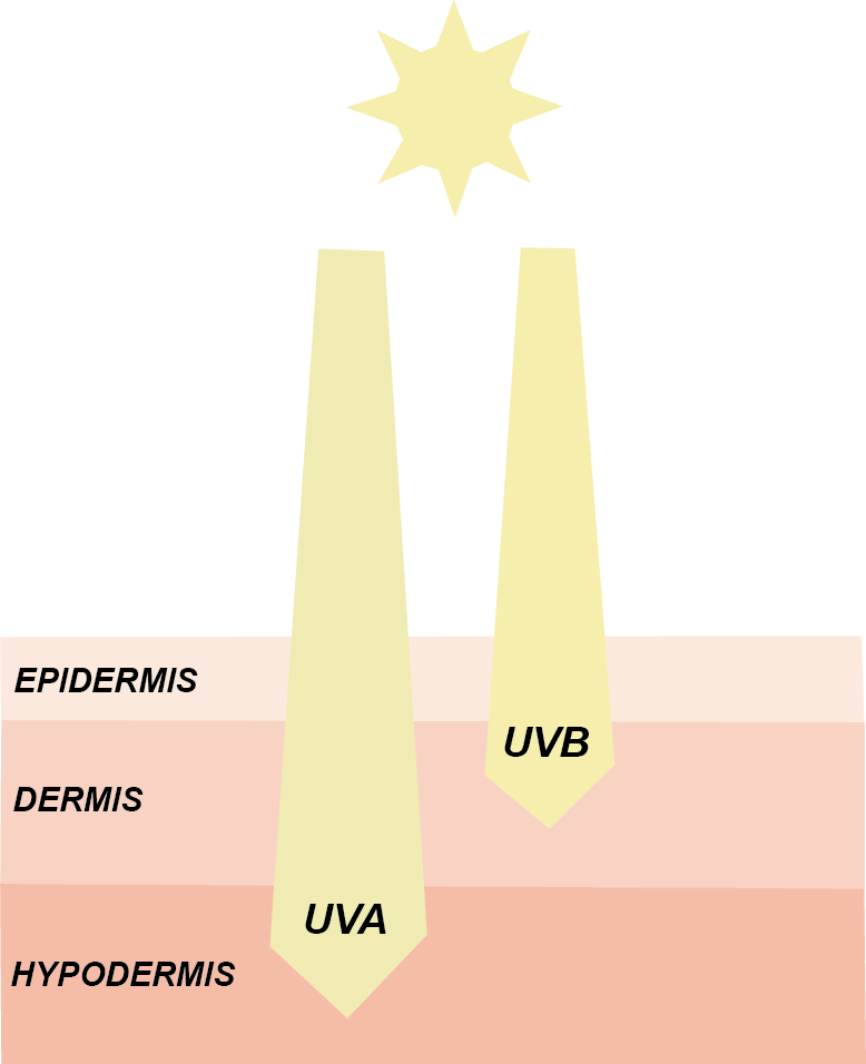 Hudens olika lager epidermis, dermis och hypodermis. Hur djupt de olika uv-strålarna UVA och UVB går ner i huden. 