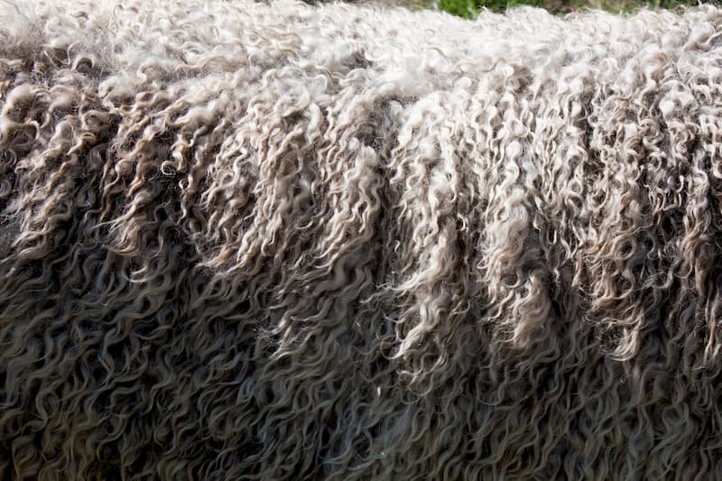 naturlig ull från får
