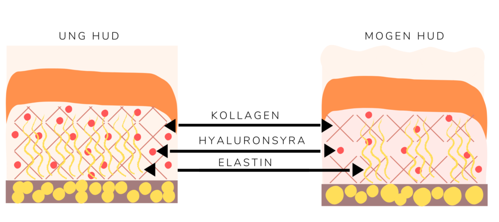 När vi blir äldre minskar produceringen av essentiella ämnen i huden